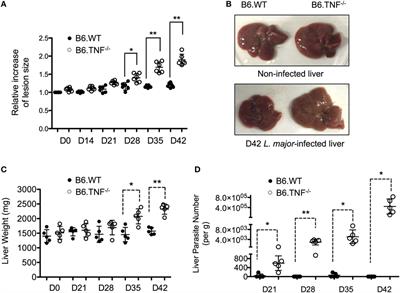 Absence of Tumor Necrosis Factor Supports Alternative Activation of Macrophages in the Liver after Infection with Leishmania major